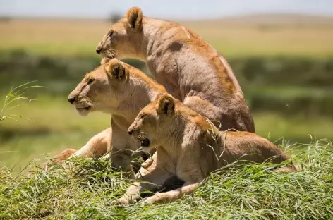 Lionnes - Tanzanie