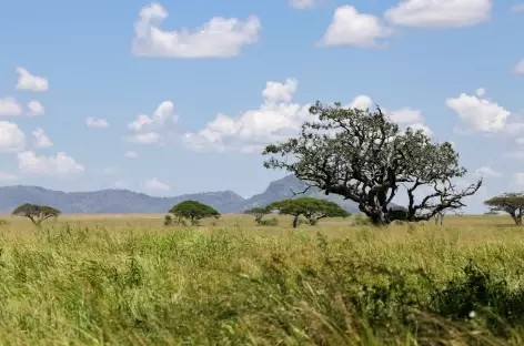 Savane - Tanzanie