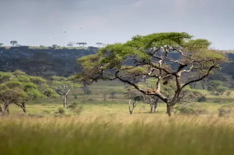 Lion arboricole - Tanzanie