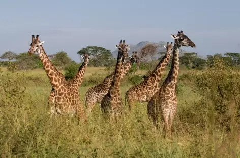 Girafes - Tanzanie