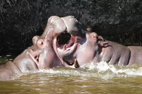 Combat d'hippopotames - Tanzanie