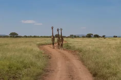 Girafes - Tanzanie