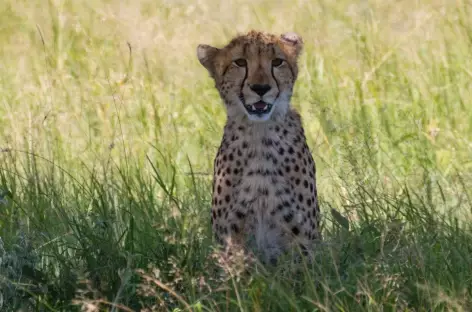 Guépard - Tanzanie