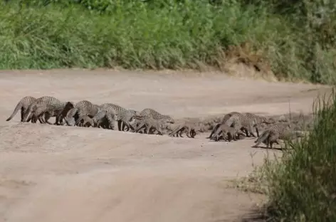 Mangoustes - Tanzanie