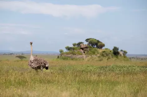 Autruche - Tanzanie