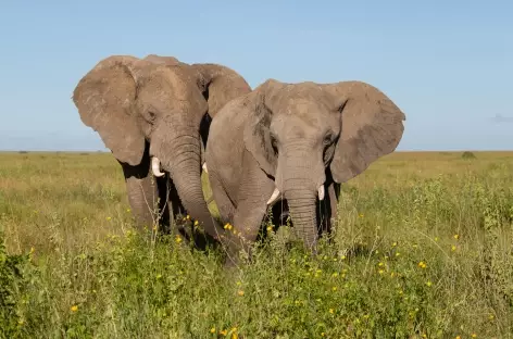 Eléphants dans la savane du Serengeti - Tanzanie