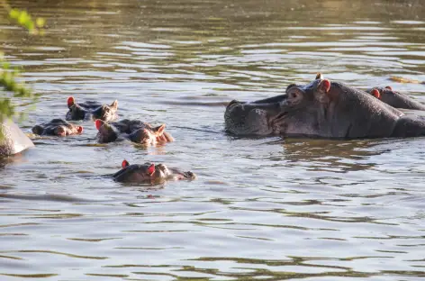 Hippopotames - Tanzanie