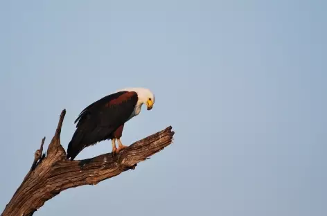 Aigle pêcheur dans le Parc national de Mikumi - Tanzanie