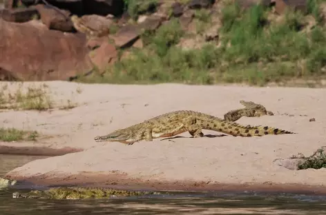 Crocodiles dans le Parc national de Nyerere - Tanzanie