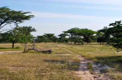 Safari dans le Parc national de Nyerere - Tanzanie