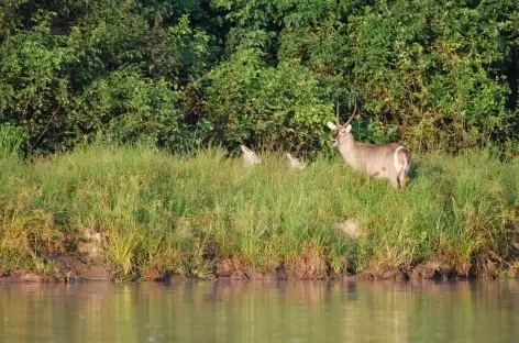 Cobe à croissant dans le Parc national de Nyerere - Tanzanie