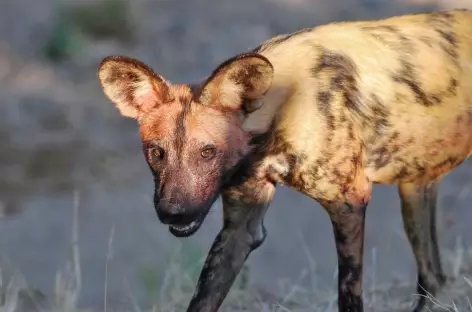 Lycaon dans le Parc national de Ruaha - Tanzanie