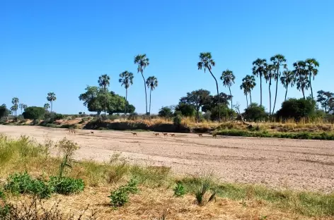 Safari dans le Parc national de Ruaha - Tanzanie