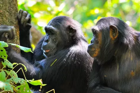 Chimpanzé dans le Parc national de Gombe - Tanzanie