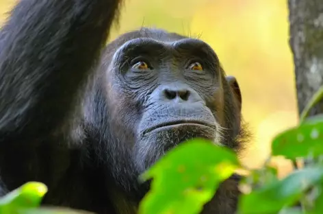 Chimpanzé dans le Parc national de Gombe - Tanzanie