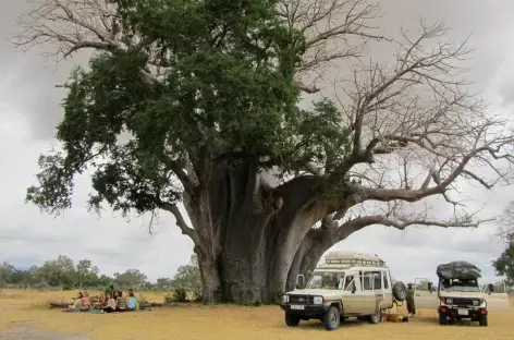 Pique-nique au pied du baobab géant, Parc national de Nyerere - Tanzanie