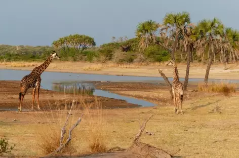 Girafes dans le Parc national de Nyerere - Tanzanie- Tanzanie