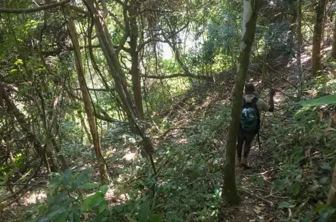 Approche des chimpanzés, Parc national de Gombe - Tanzanie