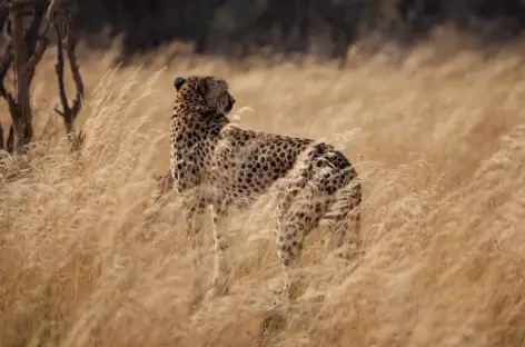 Guépard, Parc national de Hwange - Zimbabwe