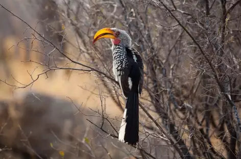 Calao leucomèle - Zimbabwe