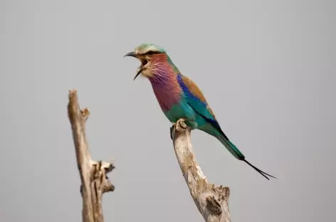 Rollier à longs brins - Zimbabwe