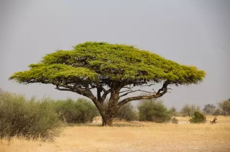 Parc national de Hwange - Zimbabwe