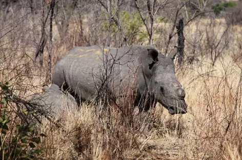 Pistage des rhinocéros blancs, Parc national de Matobo - Zimbabwe