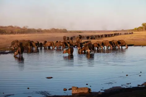 Troupeau de buffles, Parc national de Hwange - Zimbabwe