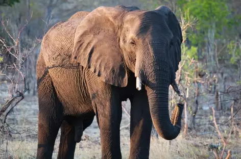 Eléphant, Parc national de Hwange - Zimbabwe