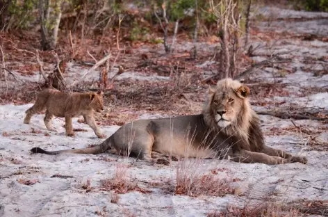 Lion et son petit, Parc national de Hwange - Zimbabwe