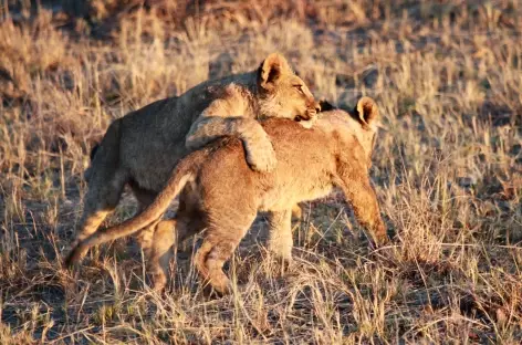 Jeunes lionceaux, Parc national de Hwange - Zimbabwe