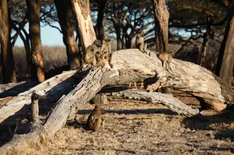 Babouins, Parc national de Hwange - Zimbabwe