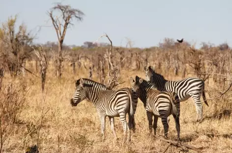 Zèbres, Devils Gorge Concession - Zimbabwe