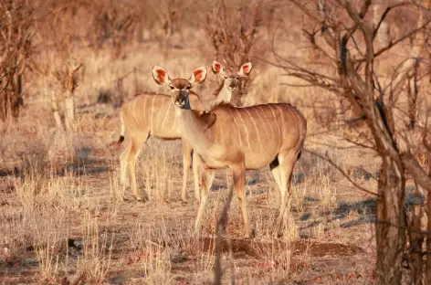 Koudous, Parc national de Hwange - Zimbabwe
