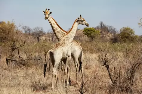 Girafes, Parc national de Hwange - Zimbabwe