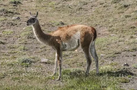 Rencontre avec un guanaco - Chili