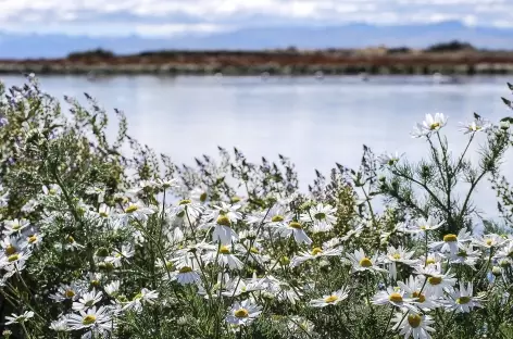 Au bord du lac Argentino - Argentine