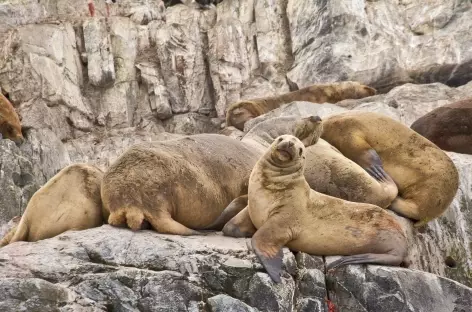 Observation des lions de mer lors de la navigation sur le canal de Beagle - Argentine