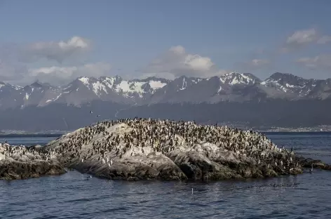 Navigation sur le canal de Beagle, une île couverte de cormorans - Argentine