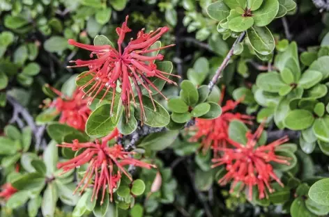 Flore de Patagonie 