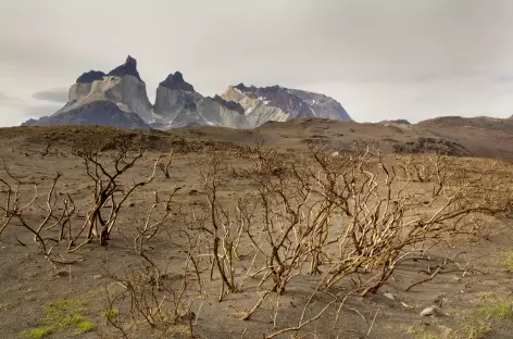 Ambiance dans le parc Torres del Paine - Chili