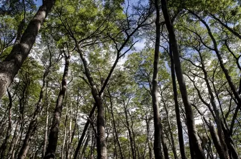 Dans les forêts patagones - Argentine