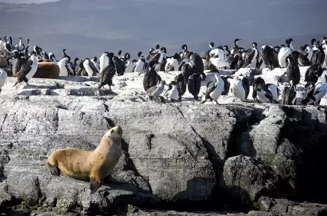 Navigation dans le canal de Beagle - Argentine