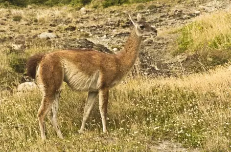 Rencontre avec un guanaco dans le parc national Torres del Paine - Chili