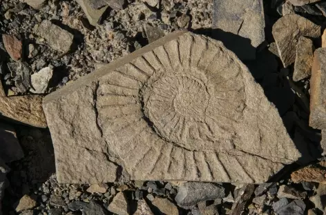 Parc national des Glaciers, fossile d'ammonite près du sommet du Pliegue Tumbado - Argentine