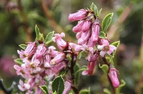 Fleur de Patagonie