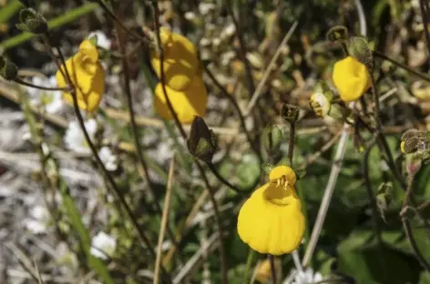 Fleur de Patagonie