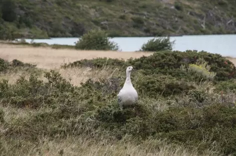 Parc national Torres del Paine, balade vers le lac Grey - Chili