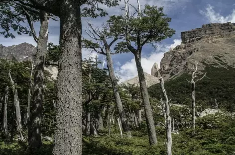 Parc national Torres del Paine, dans les forêts de forêts de lengas et ñirres - Chili