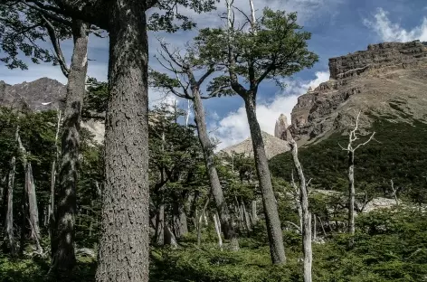 Torres del Paine, marche vers le camp de base des 3 tours du Paine - Chili